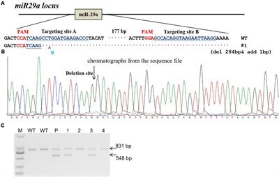 MiR-29a Knockout Aggravates Neurological Damage by Pre-polarizing M1 Microglia in Experimental Rat Models of Acute Stroke